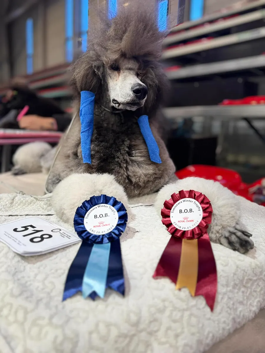 Ring Ring Isla Aphrodita ezüst óriás uszkár szuka kiállítási rozettákkal